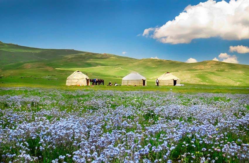 Pastores de tienda Yurt con flores azules, Kirguistán 