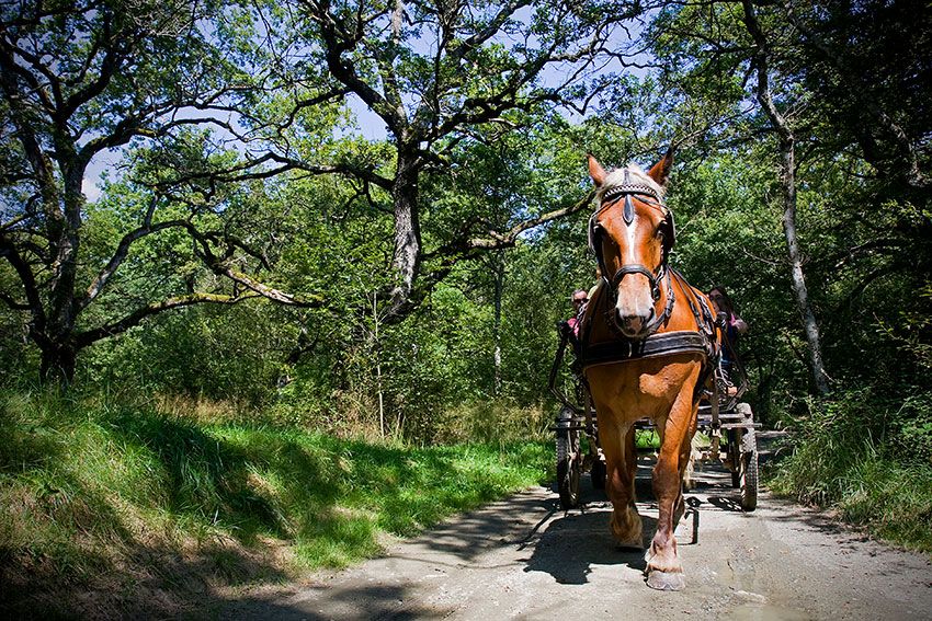 Bosque-de-Orgi-navarra