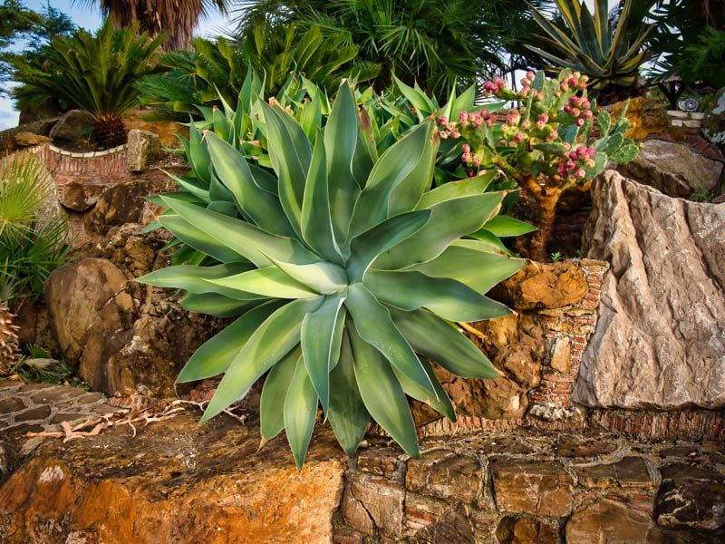 agave2