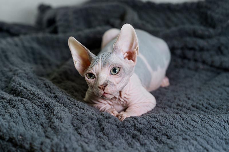 Sphynx1