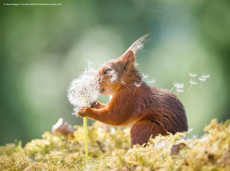 geert weggensquirrel wishes00003677