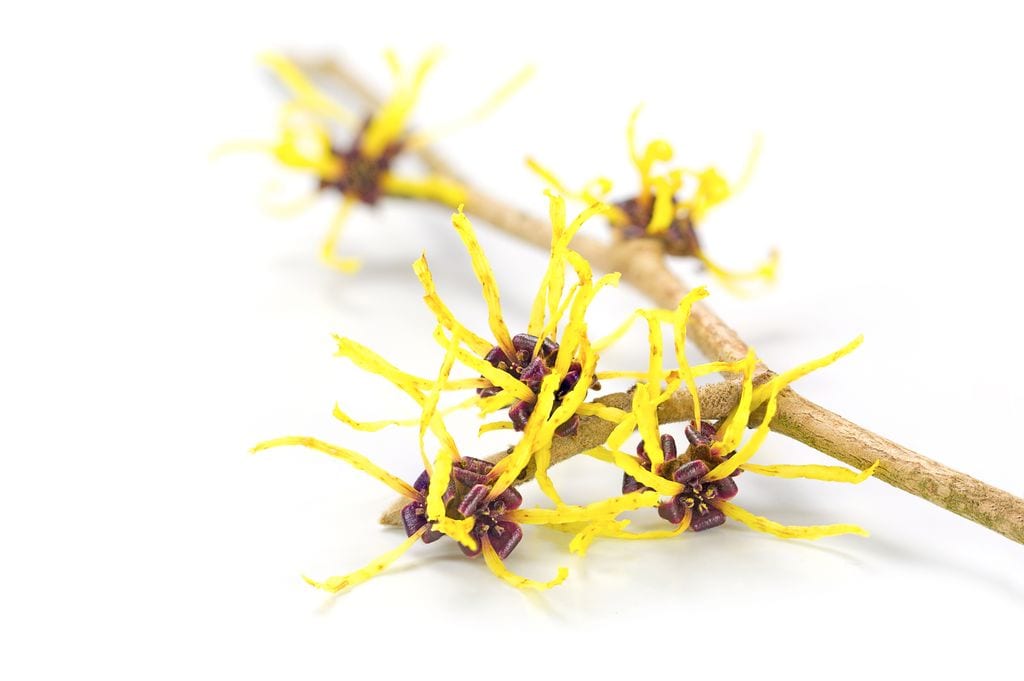 Hamamelis