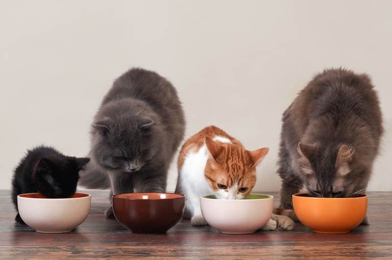 gatos comiendo