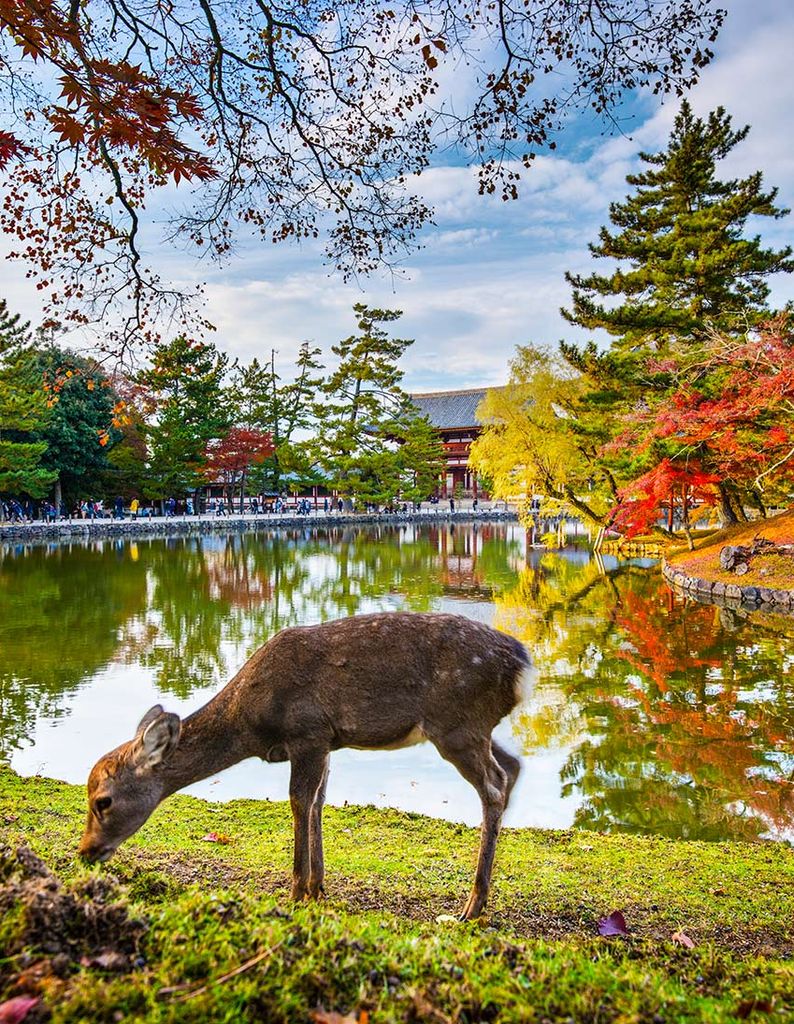 viaje japon 6a