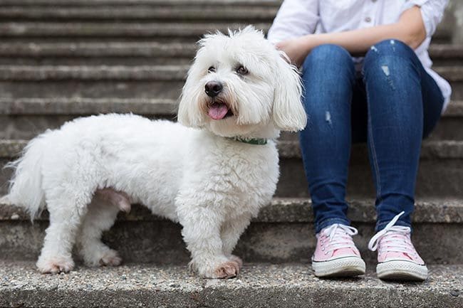 Perros de compañía