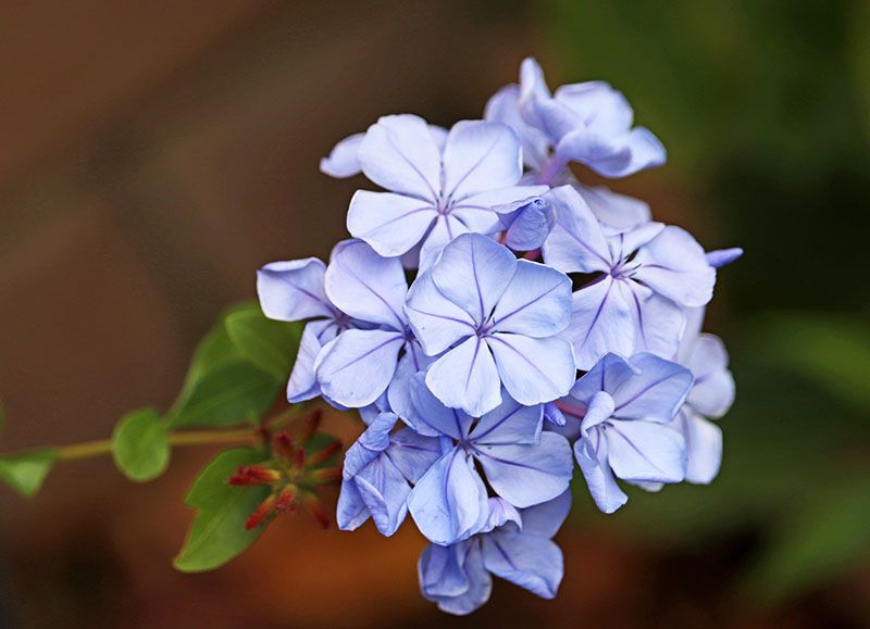 cuidados plumbago 6