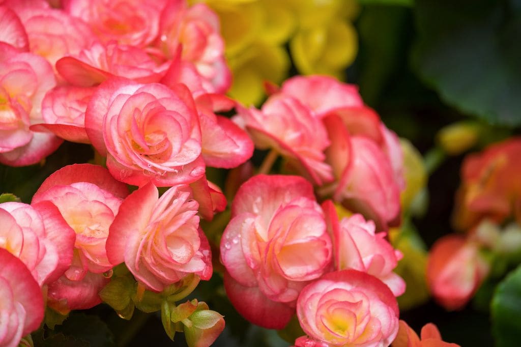 Begonia de flor rosa