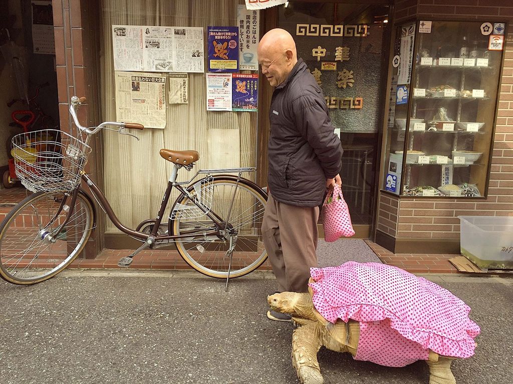 paseo tortuga 