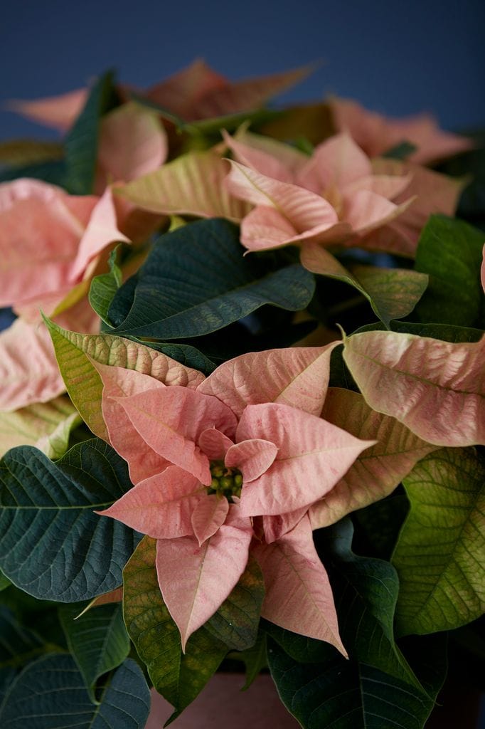 Princettia o Flor de Pascua rosa