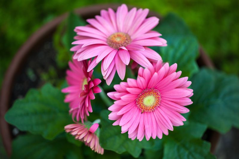 cuidados gerbera hola decoracion 03