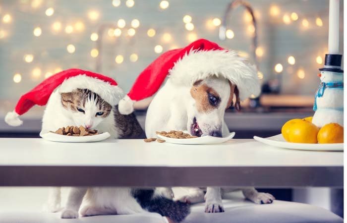 Perro y gato comiendo en Navidad