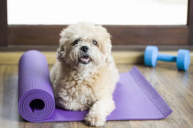 Razones por las que podrías estar acortando la vida de tu perro