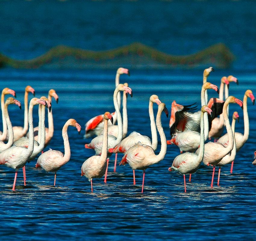 Flamencos en el Delta del Ebro, Tarragona