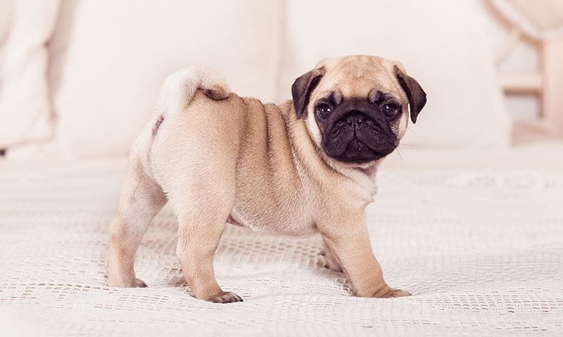 pug