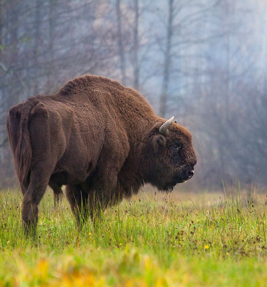 bosque bialowieza 2a