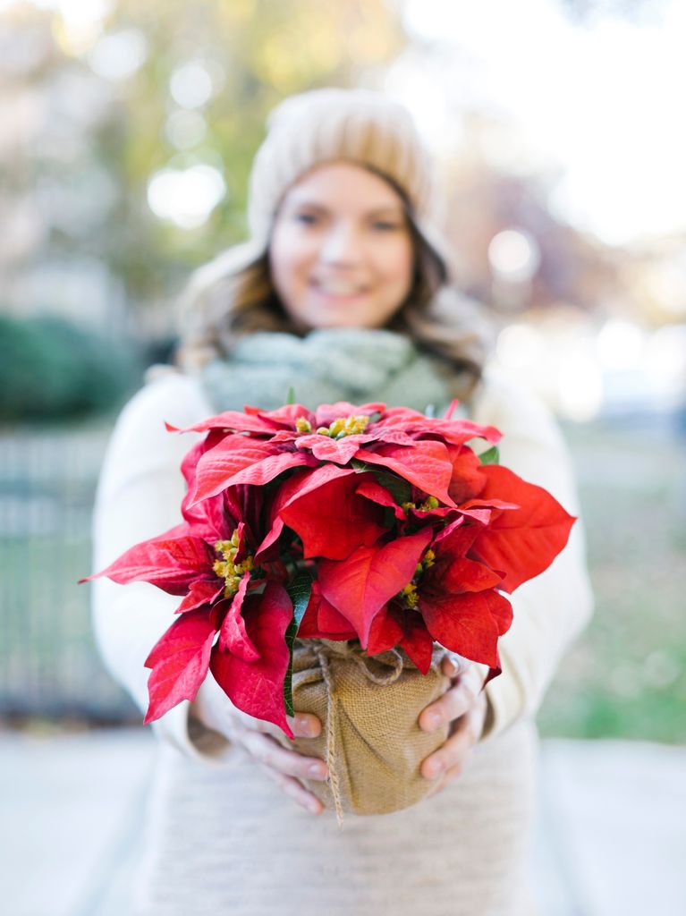 Las nochebuenas o poinsettias son características de esta temporada