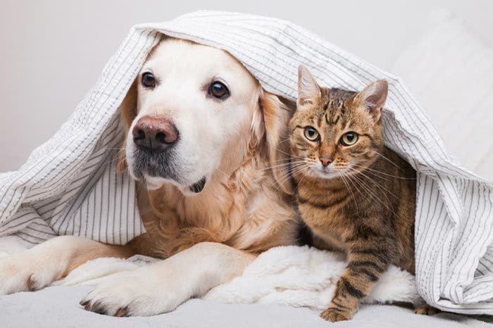 perro y gato bajo la colcha