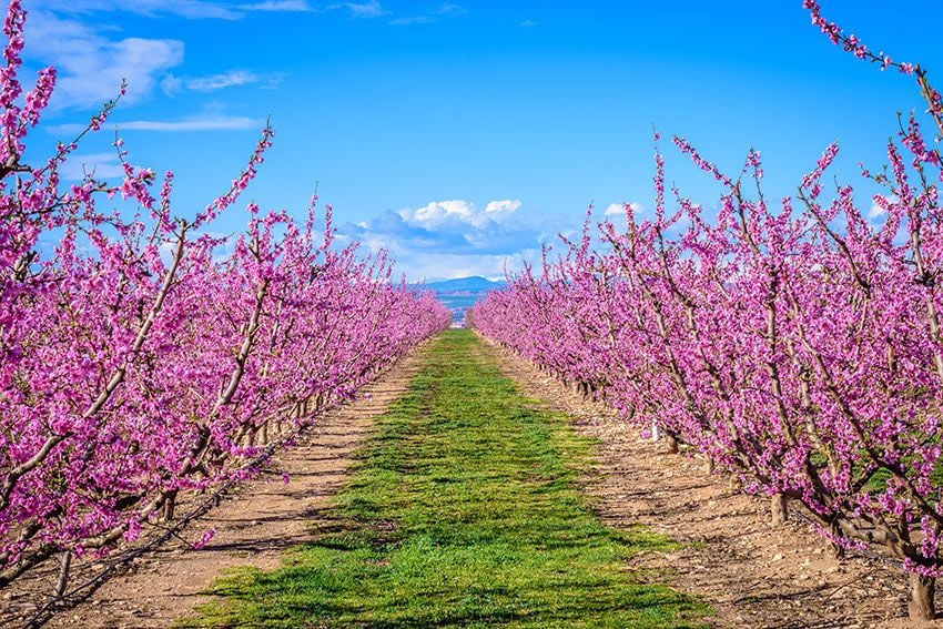 campos-rosas-aitona