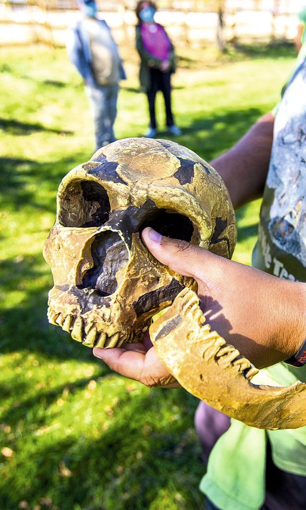 Calavera en El Valle de los Neandertales