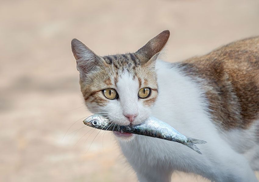 06 gato comer visceras pescado