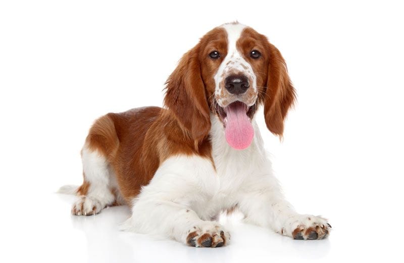 springer spaniel 5a