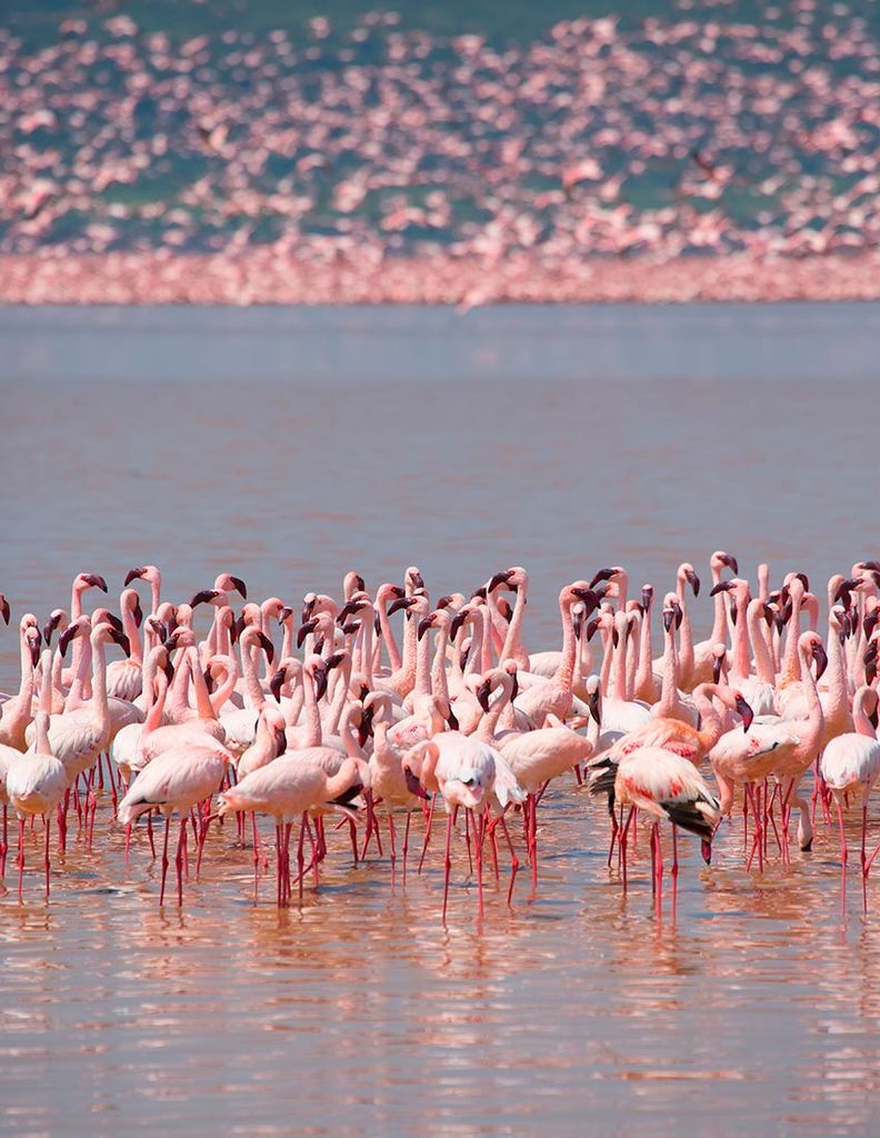 lago nakuru