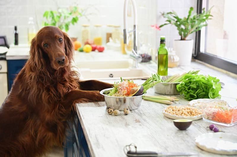 perro en mesa comida