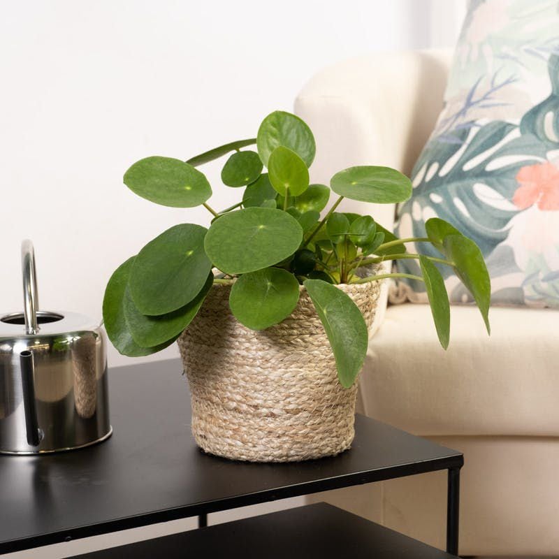 cuidados pilea peperomioides 05a