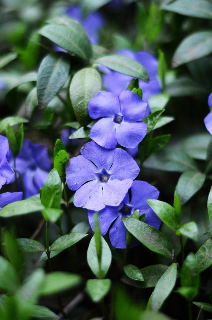 Vinca o hierba doncella