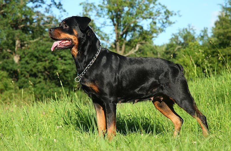 Rottweiler AdobeStock_43146455