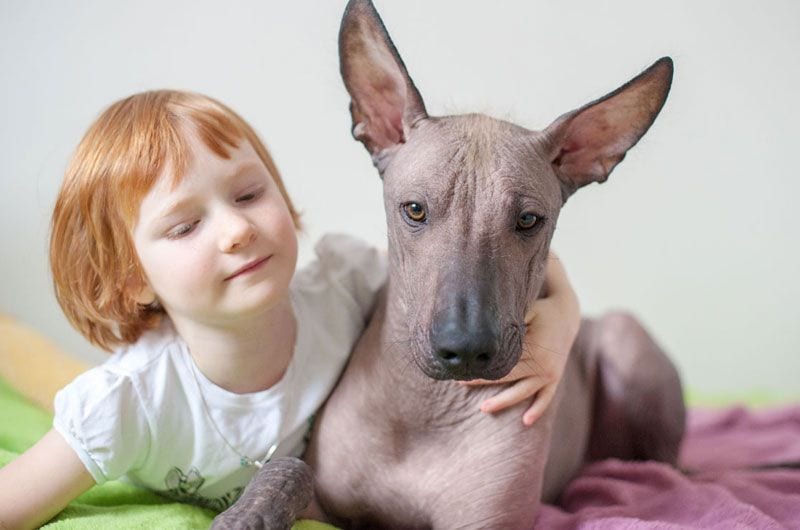 xoloitzcuintlss act