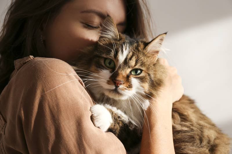 gato feliz