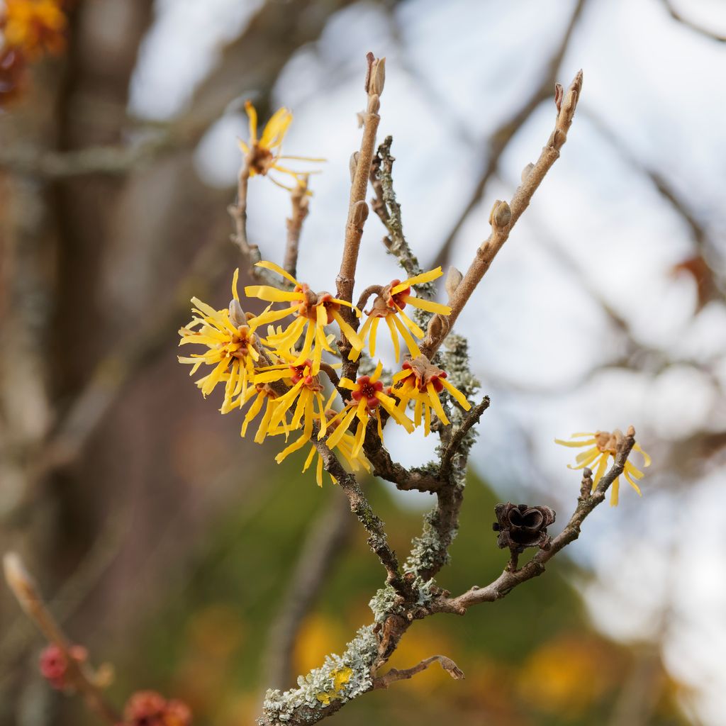 Hamamelis