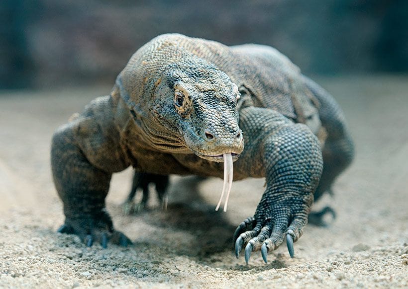 ZOO-lisboa-Dragon-de-komodo