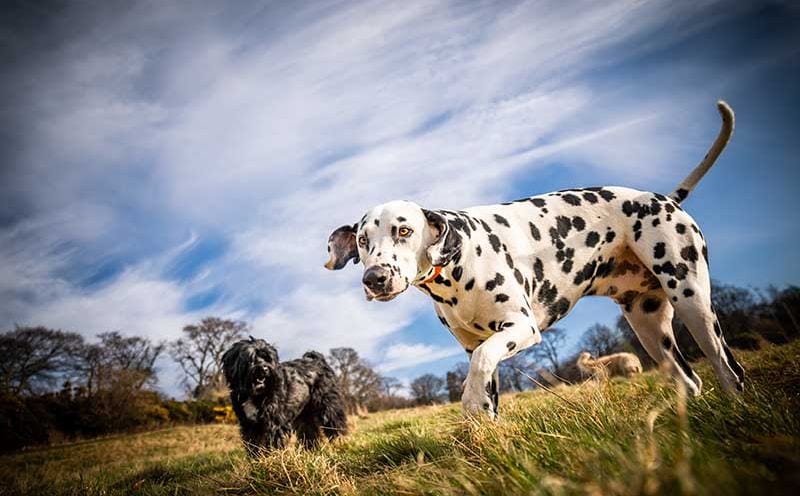 dalmata AdobeStock_257481013