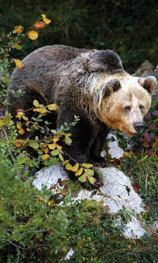 asturias-oso-pardo-cant-brico