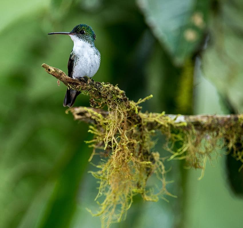 Colibrí en la Reserva de la Biosfera del Chocó, Ecuador