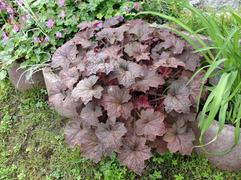 cuidados heuchera planta exterior hola decoracion 05