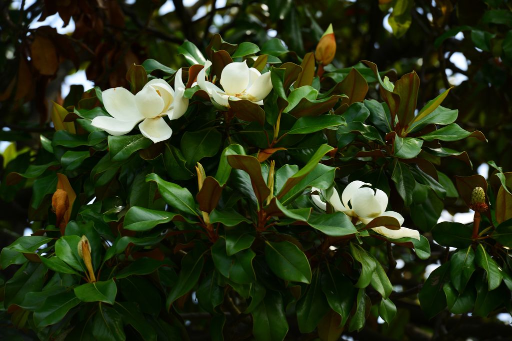 Magnolio