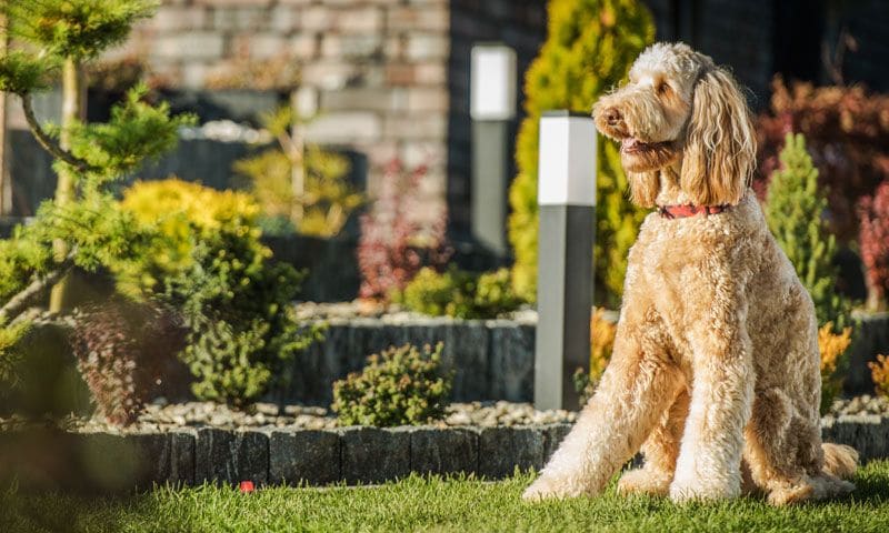 razas perros hibridas