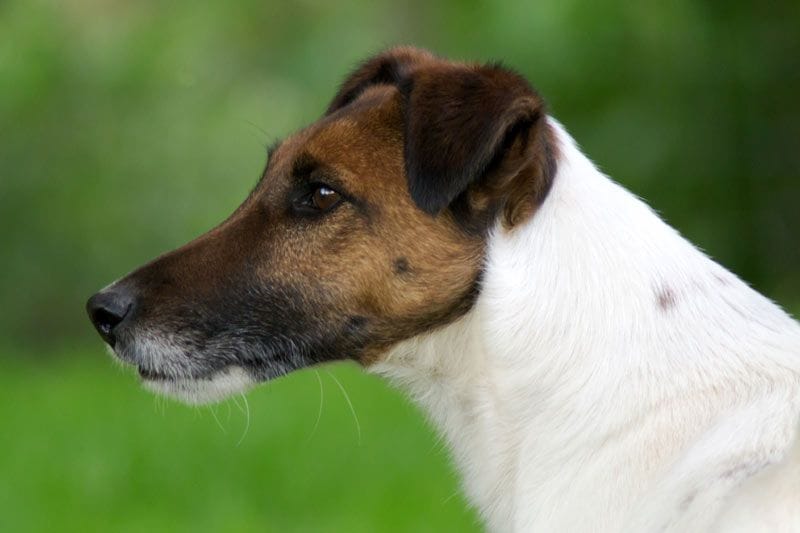 fox terrier 3a