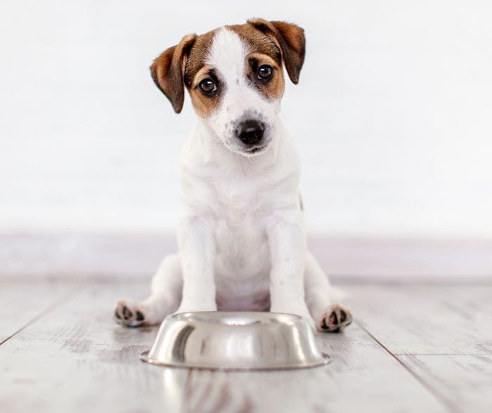 perro comiendo