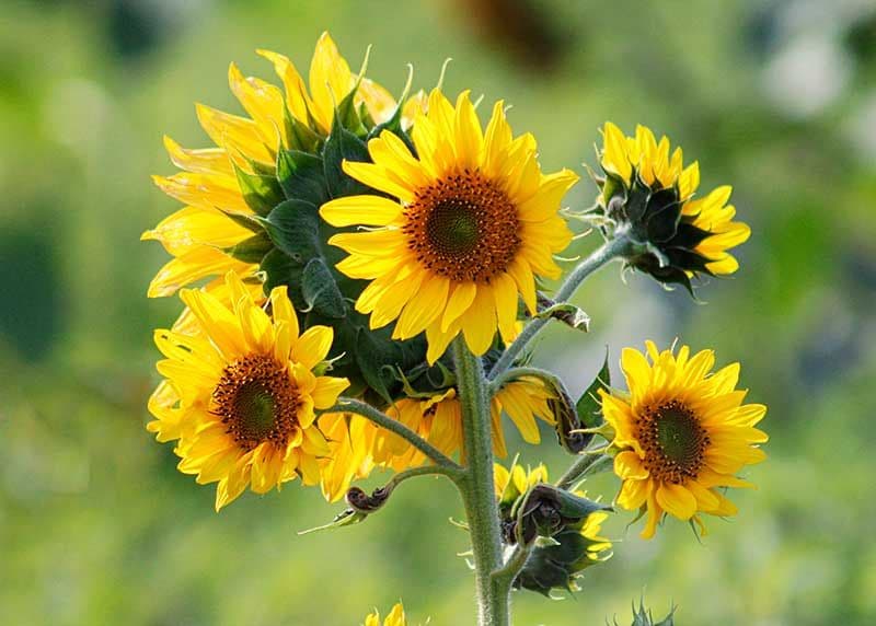 como cultivar girasoles en maceta 03a