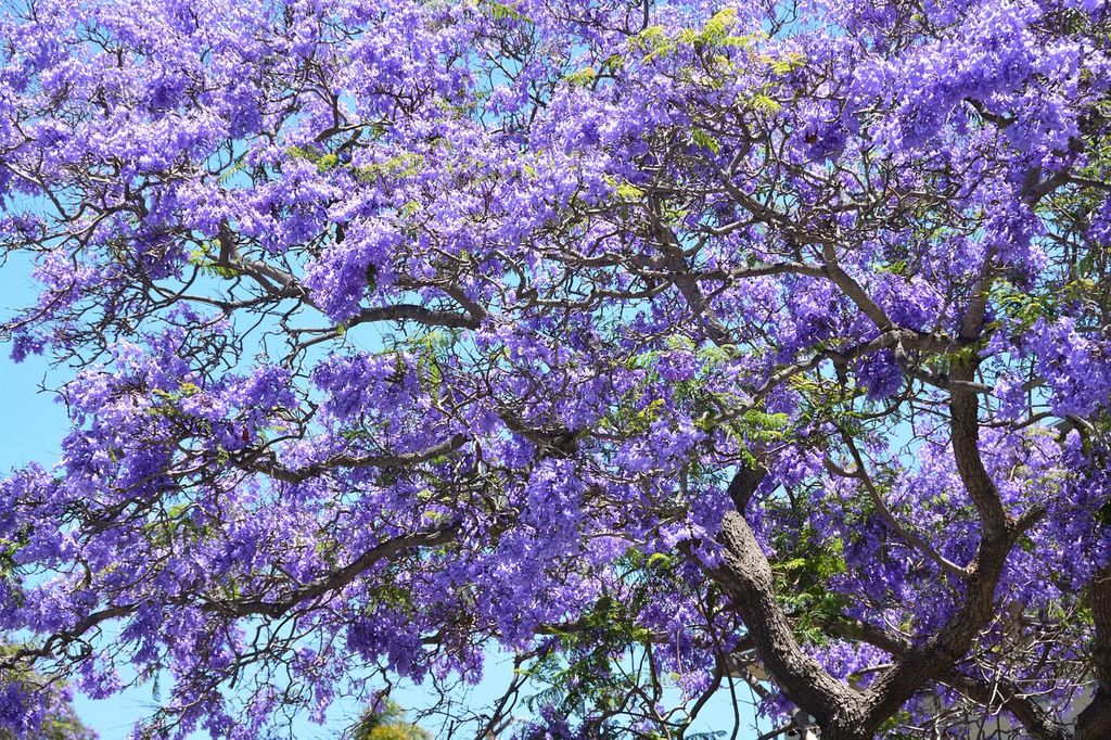 Jacaranda mimosifolia