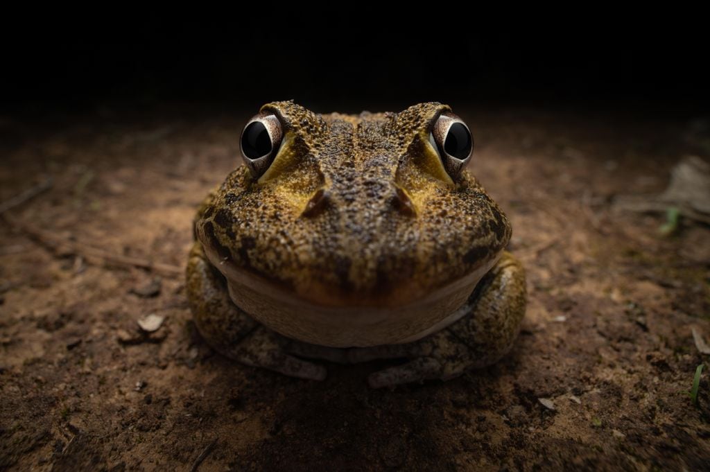 Smiling and uncomfortable frog