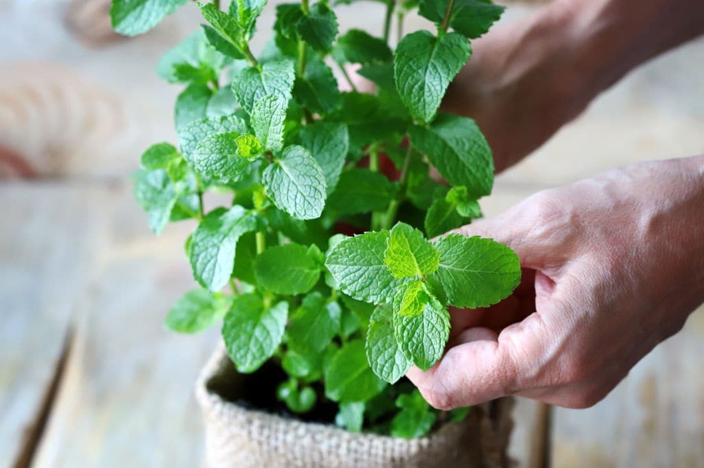 Persona cortando unas hojas de una planta de menta