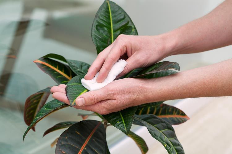 Limpieza de las hojas de las plantas con un paño húmedo