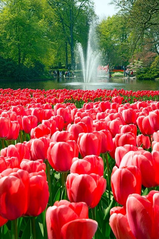 Keukenhof-holanda-jardines-3