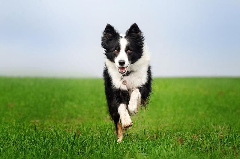 border collie 3a