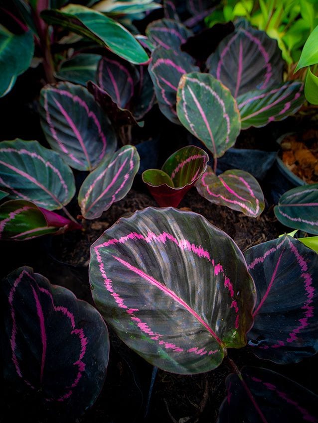 calathea roseopicta 05a